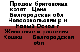 Продам британских котят › Цена ­ 1 000 - Белгородская обл., Новооскольский р-н, Новый Оскол г. Животные и растения » Кошки   . Белгородская обл.